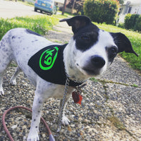 L7 Logo K9 Dog Bandana